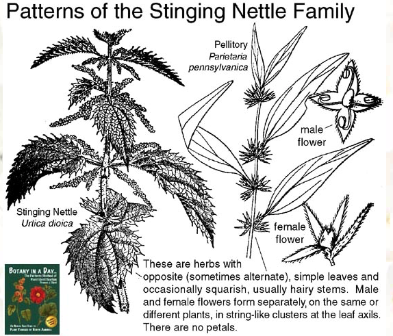 stinging nettle, urtica dioica